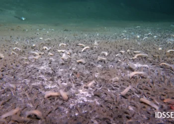 Colónias de vermes e moluscos descobertas no mar a 10 km de profundidade
