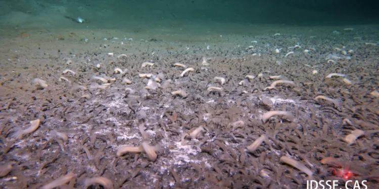 Colónias de vermes e moluscos descobertas no mar a 10 km de profundidade