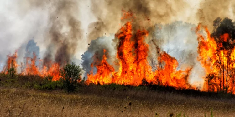 Dominado fogo em área de mato e pasto no concelho de Avis