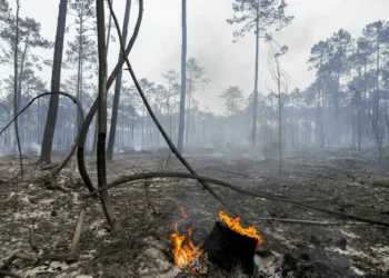 Fogo em Sabrosa “poderá estar dominado”. Já não há populações em risco