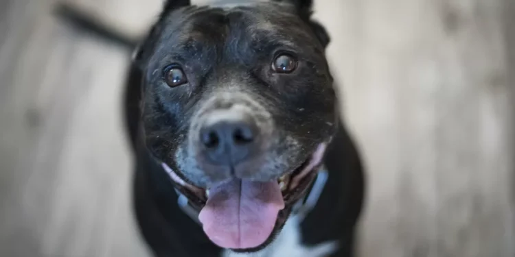 Governo de Santa Catarina regulamenta controversa Lei do Pitbull