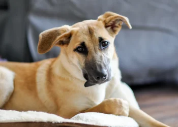 Câmara aprova PL que proíbe uso de animais em testes cosméticos