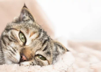 Estudo revela que gatos podem ter demência tal como os humanos