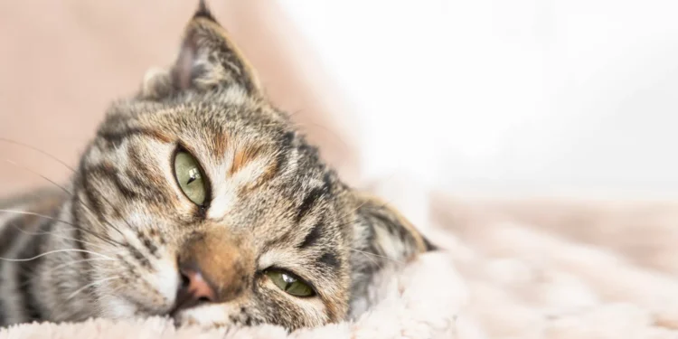 Estudo revela que gatos podem ter demência tal como os humanos