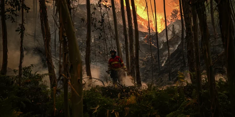 Três frentes ativas no foco de incêndio em Ermidas-Sado