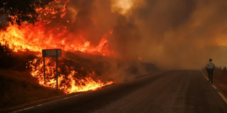 Morador de aldeia da Lousã soltou veados para fugirem ao fogo