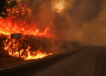 Morador de aldeia da Lousã soltou veados para fugirem ao fogo