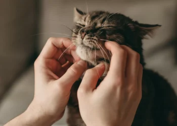 Descubra como é que um gato pode melhorar a sua saúde