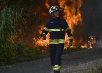 Incêndios. Ex-diretor de Recursos Florestais critica falta de aproveitamento de biomassa