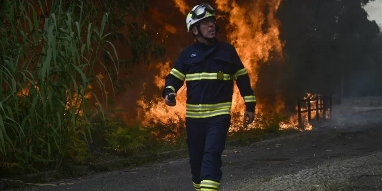 Incêndios. Ex-diretor de Recursos Florestais critica falta de aproveitamento de biomassa