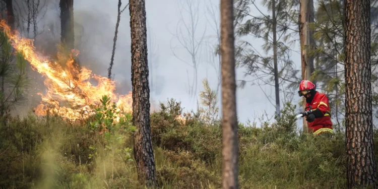 Fogos controlados no país: Não há “ocorrências significativas ativas”