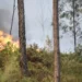 Fogos controlados no país: Não há “ocorrências significativas ativas”