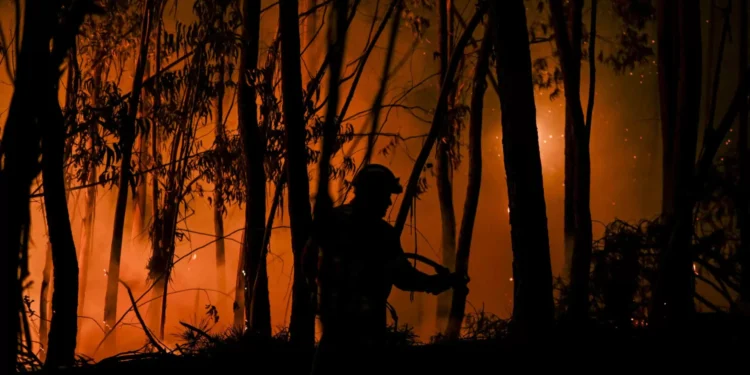 Incêndios? Especialista defende pastorícia e gestão de terras