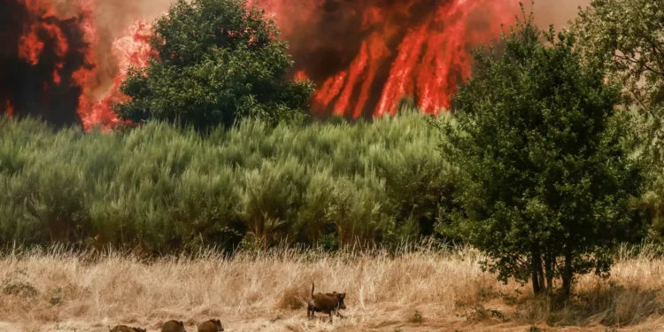 Incêndio no concelho da Covilhã deverá estar controlado na segunda-feira
