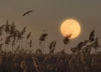 Sabia que o fim de semana começa com a ‘Lua do Esturjão’? O que esperar