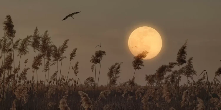 Sabia que o fim de semana começa com a ‘Lua do Esturjão’? O que esperar