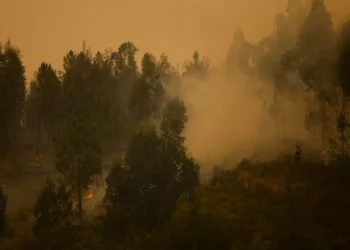 Figueiró dos Vinhos em resolução depois de queimar mato e eucalipto