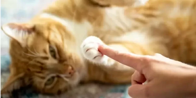 Por que em 8 de agosto é comemorado o Dia Internacional do Gato?