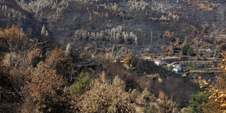 Incêndios. Publicada portaria para obras urgentes e recuperação das áreas protegidas