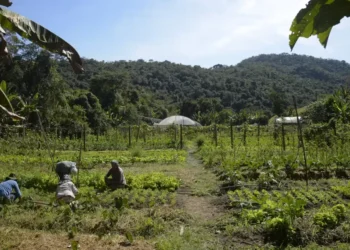 Produtores rurais com perdas de safra já podem solicitar crédito no BNDES