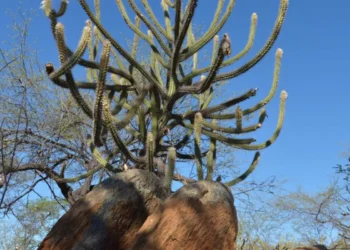 Trajetória política do Nordeste é marcada por controle de oligarquias