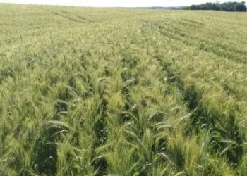 Estimativa de setembro prevê safra histórica para 2025