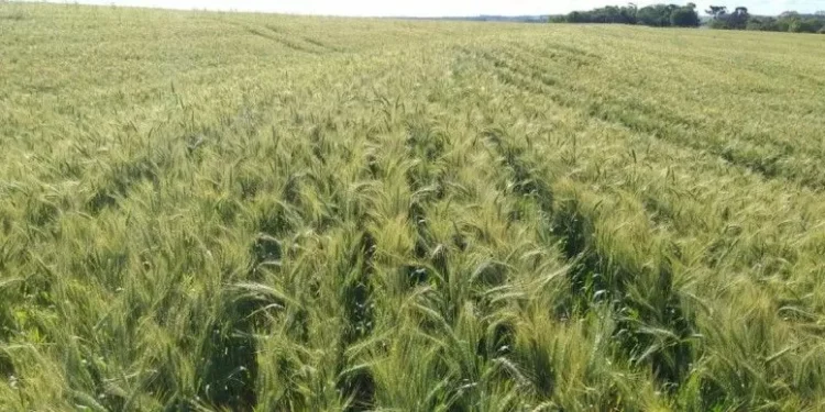 Estimativa de setembro prevê safra histórica para 2025