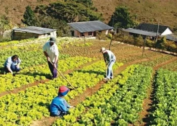 CMN facilita crédito rural para comunidades tradicionais