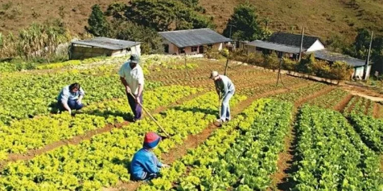 CMN facilita crédito rural para comunidades tradicionais