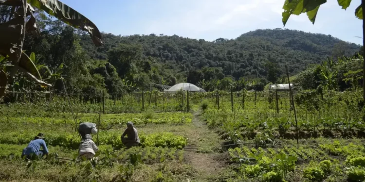 Produtores rurais com perdas de safra já podem solicitar crédito no BNDES