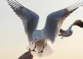 Plástico equivalente a três cubos de açúcar é suficiente para uma ave marinha morrer