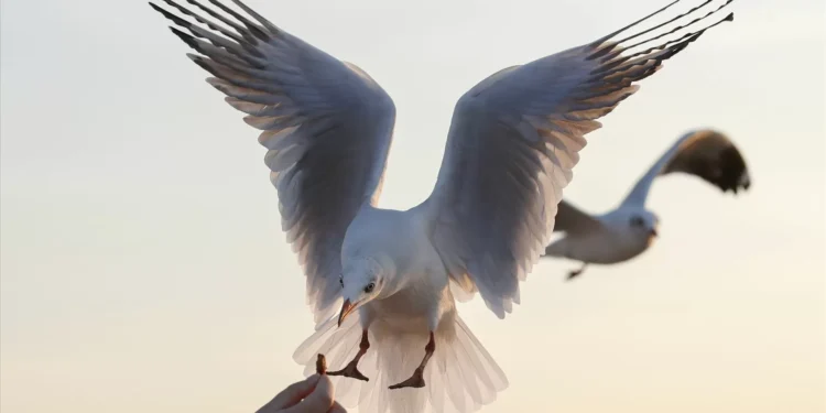 Plástico equivalente a três cubos de açúcar é suficiente para uma ave marinha morrer