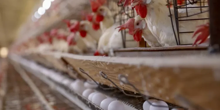 Seara anuncia investimento na cadeia de frango no Paraná