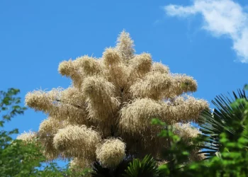 Palmeiras centenárias no Rio de Janeiro florescem pela primeira e única vez