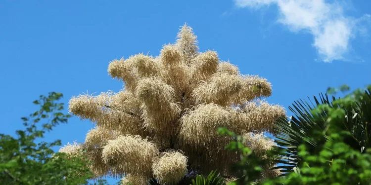 Palmeiras centenárias no Rio de Janeiro florescem pela primeira e única vez