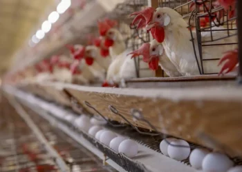 Seara anuncia investimento na cadeia de frango no Paraná