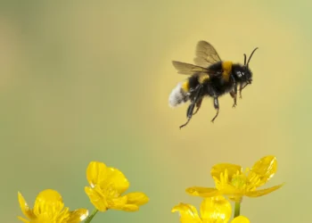 A abelha e a colmeia