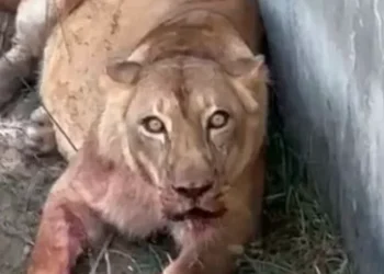 Rapaz invade jaula de leoa: polícia suspeita de suicídio