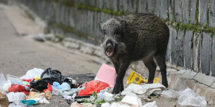 Peste suína: Catalunha pretende abater mais de 60 mil javalis