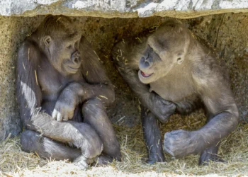 Relações homossexuais podem ter dado vantagens evolutivas a primatas