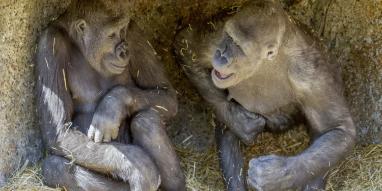 Relações homossexuais podem ter dado vantagens evolutivas a primatas