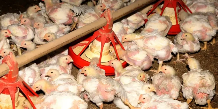 China revoga embargo da importação de carne de frango do RS