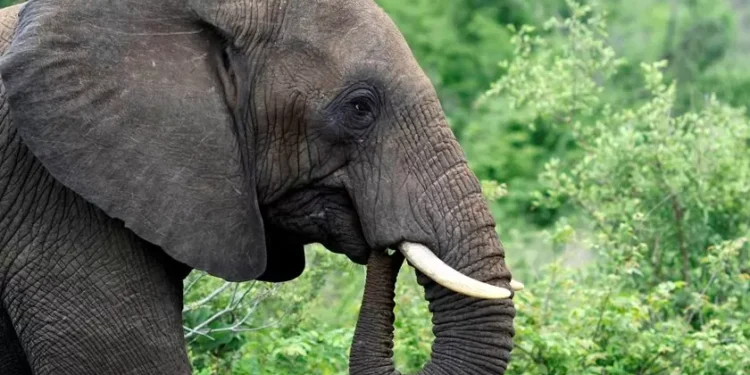 Elefante mata pelo menos 20 pessoas na Índia