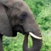 Elefante mata pelo menos 20 pessoas na Índia
