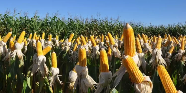 Defensivos biológicos são 70% das “invenções verdes” brasileiras no agro