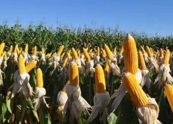 Defensivos biológicos são 70% das “invenções verdes” brasileiras no agro