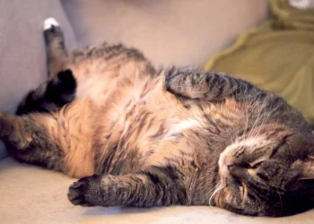 Vêm aí os “Ozempets”