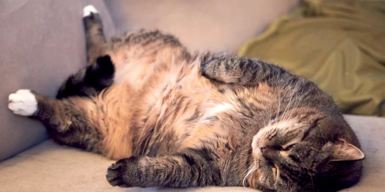 Vêm aí os “Ozempets”