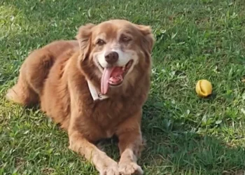 Conheça a história do cão que inspirou nova lei de sepultamento de pets em SP