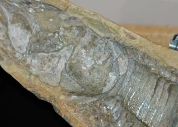 Fósseis retirados da Bacia do Araripe voltam ao Brasil 30 anos depois